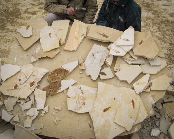 A pile of freshly split Knightia fossil fossil found by customers at the Fossil Lake Safari in Wyoming.